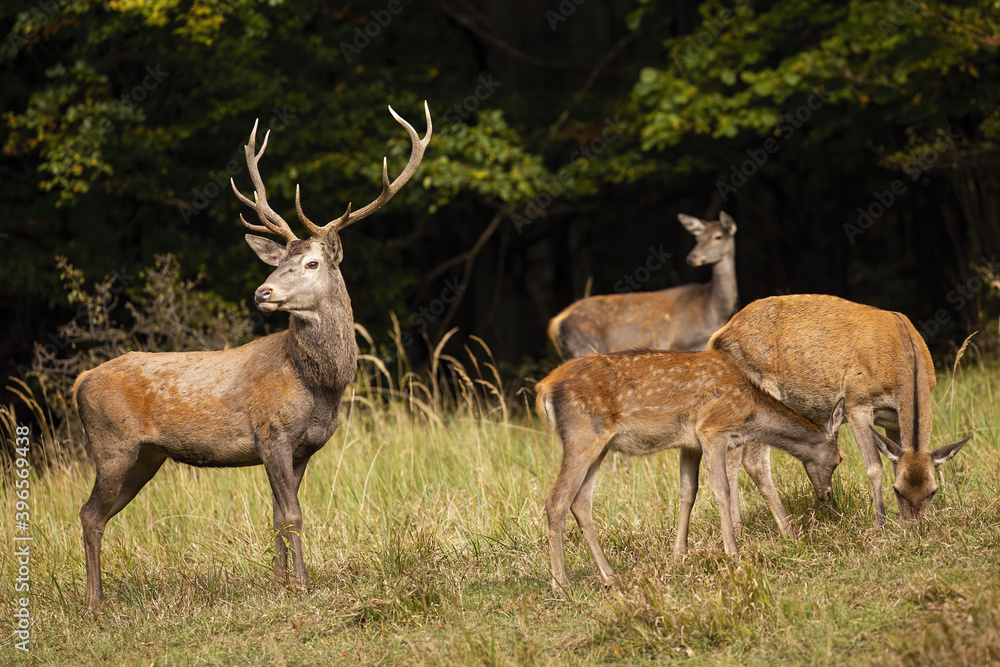 Group of red deer, cervus elaphus, grazing on glade in autumn nature. Majestic stag protecting herd on field in fall. Wild mammals family feeding on pasture. Group of red deer, cervus elaphus, grazing on glade in autumn nature. Majestic stag protecting herd on field in fall. Wild mammals family feeding on pasture.