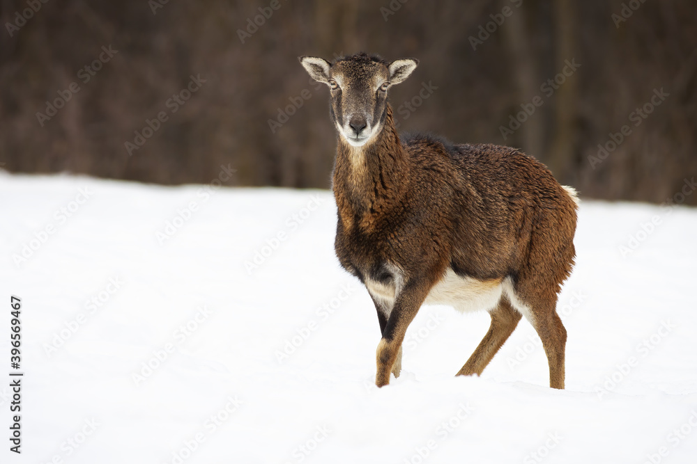 Female mouflon, ovis orientalis, with winter coat facing camera from. Alert wild sheep standing alone on the meadow covered by snow in winter. Herbivore animal with brown fur having eye contact.