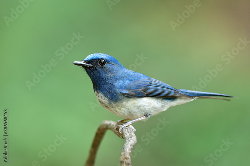 happy blue bird with big eyes perching on thin dry branch over fine green background, hainan blue flycatcher