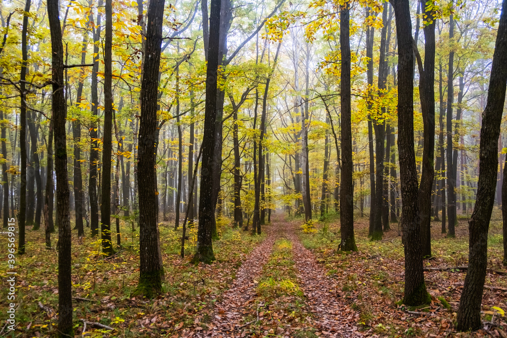 beautiful autumn forest in the mist 