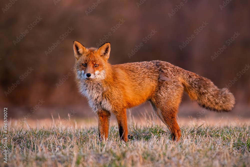 Fluffy red fox, vulpes vulpes, standing on field in autumn morning. Bushy orange predator looking on meadow in sunrise. Mammal watching on pasture in warm light.