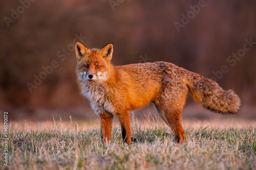 Fluffy red fox, vulpes vulpes, standing on field in autumn morning. Bushy orange predator looking on meadow in sunrise. Mammal watching on pasture in warm light. © WildMedia