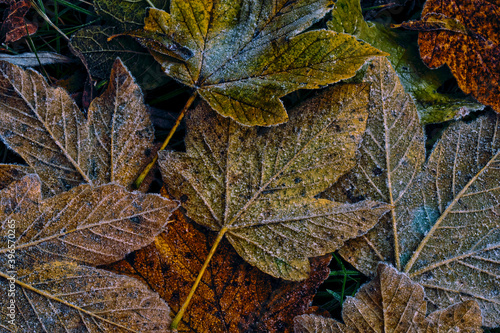 HERBSTLAUB MIT FROST