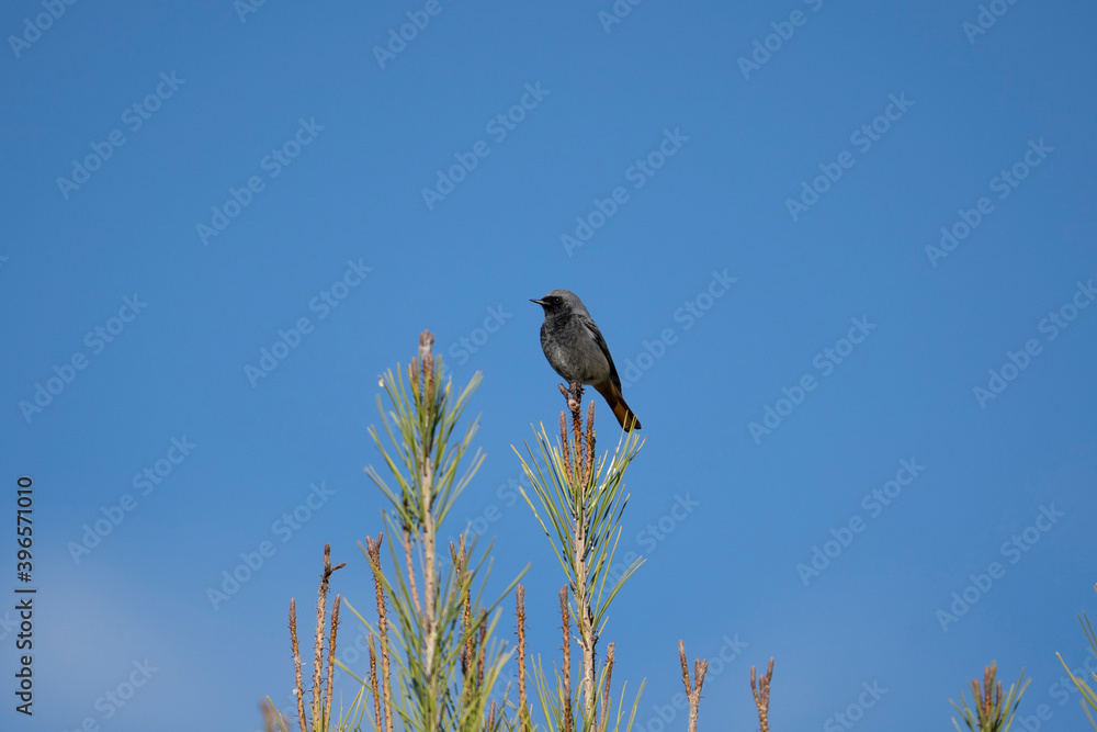 redstart in its natural environment perched on a branch redstart in its natural environment perched on a branch