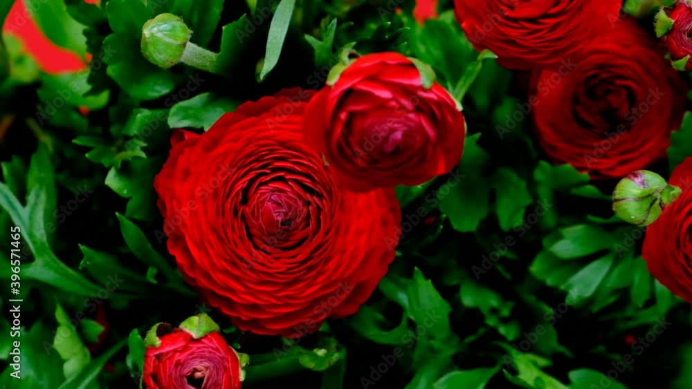 Red ranunculus flowers on a bright red background. buttercups. floral background Red ranunculus flowers on a bright red background. buttercups. floral background