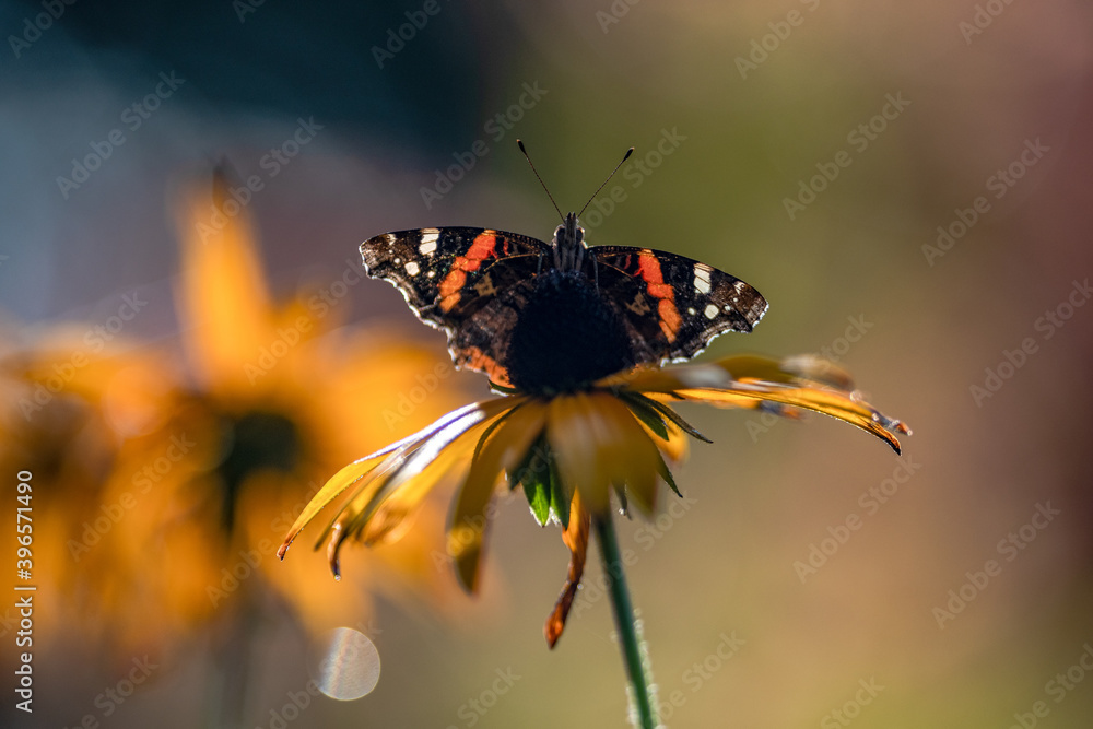 Obraz premium letzte Sommerboten