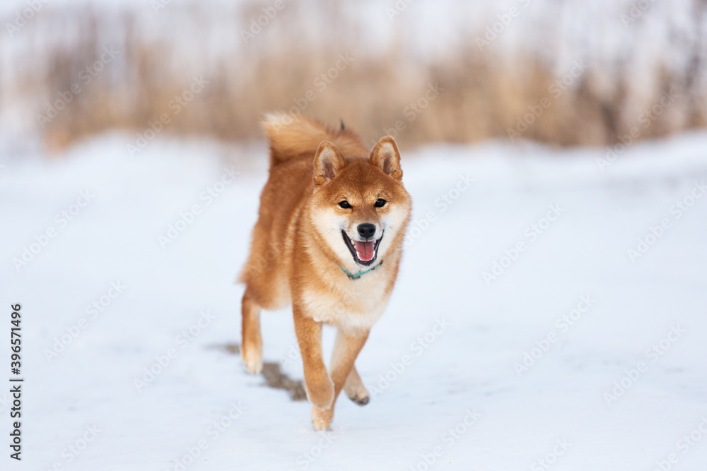Cute red shiba inu puppy running on the snow path in the winter field.