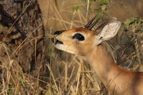 Afrikanischer Steinbock / Steenbok / Raphicerus campestris photo