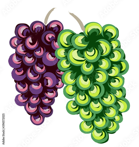 Composition of white and purple bunches of grapes. Traditional art style