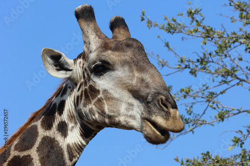 Canvas Print Giraffe / Giraffe / Giraffa Camelopardalis
