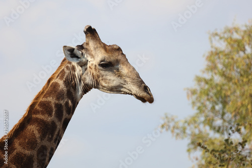 Canvas Print Giraffe / Giraffe / Giraffa Camelopardalis