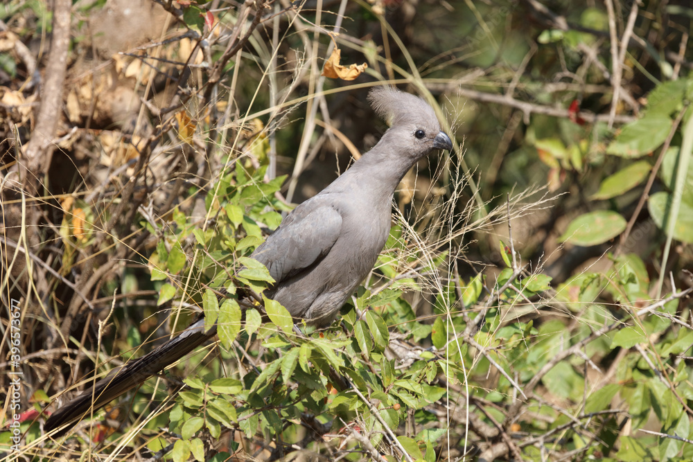 Graulärmvogel / Grey lourie - Grey go-away-bird / Corythaixoides concolor