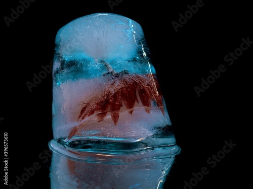 red delicate flower frozen in blue ice in creative and abstract macro photography