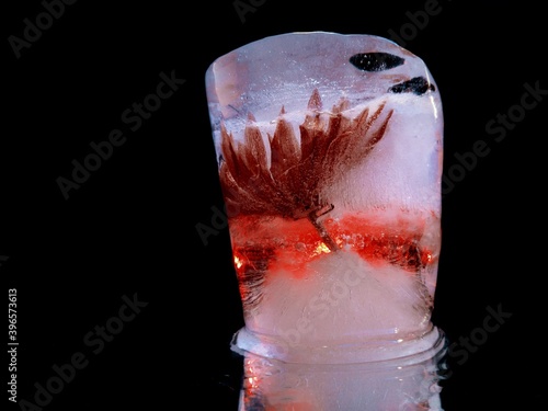 red flower in a block of ice in the dark in abstract macro photography