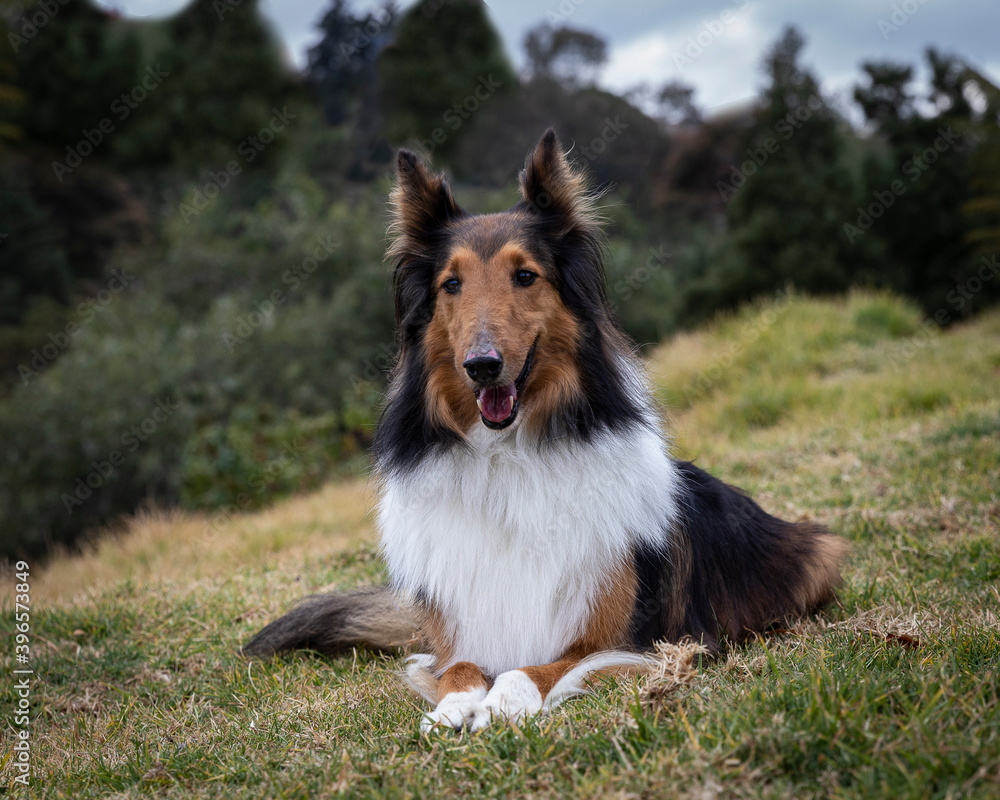 beautiful and elegant purebred rouch collie dog lying in autum nature