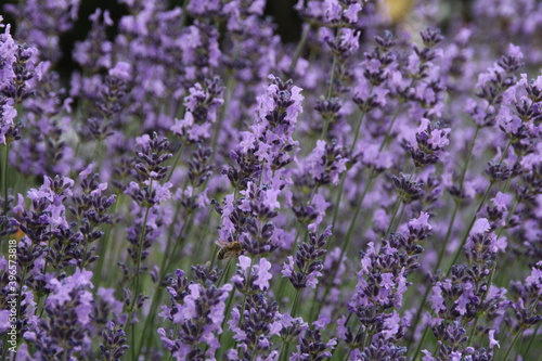 lavender field, blooming lavender, purple flowers and a bee sitting on pollen