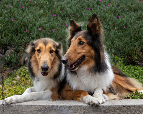 two beautiful long haired rough collie dogs in nature setting