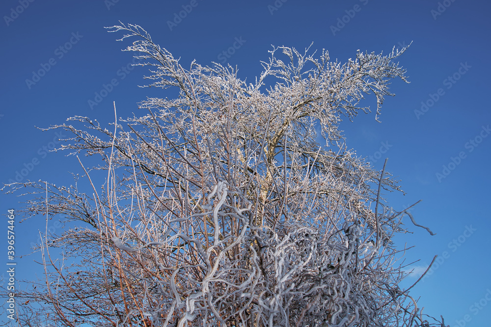 Wunderschöne Winterlandschaft mit Frost und Eisblumen auf schneebedeckten Bäumen