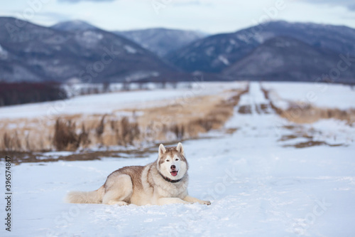 Portrait of Beautiful  free and prideful dog breed siberian husky lying in the field in winter on mountain background
