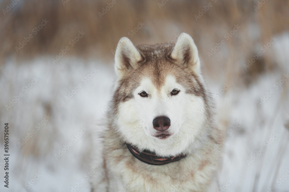 Naklejka premium Portrait of Beautiful, free and prideful dog breed siberian husky sitting in the field in winter
