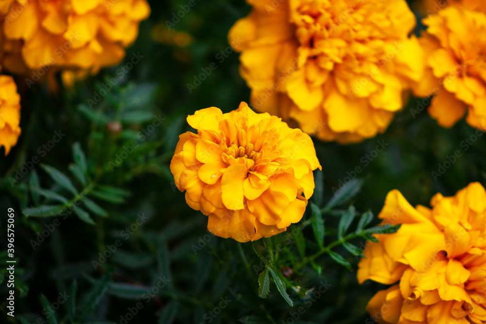 Marigold flower blossom in garden. Head of orange and yellow marigold plant background Marigold flower blossom in garden. Head of orange and yellow marigold plant background