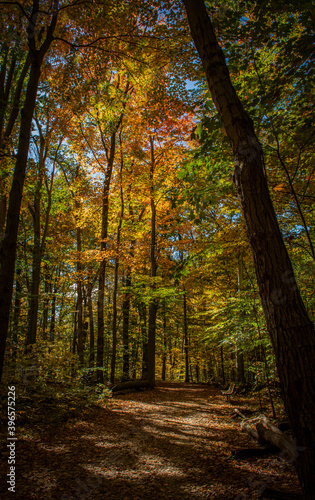 Fall foliage, October 2020