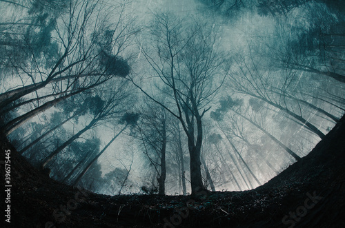 WALD MYSTISCH TEXTURIERT