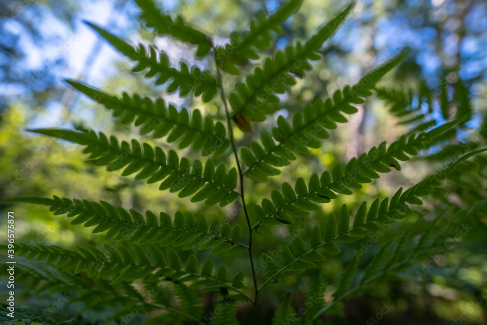 Beautiful branch of a fern, against a blurred background of sky and forest. Beautiful branch of a fern, against a blurred background of sky and forest.