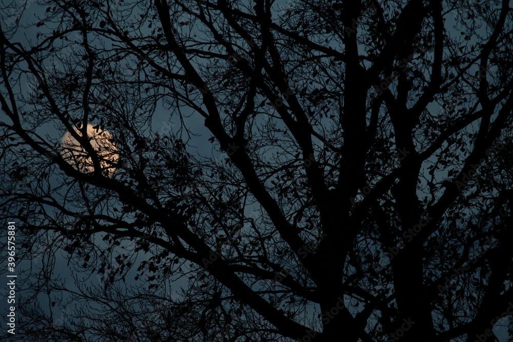 MOND HINTER BAUM NATUR MYSTIK NACHTS MOND HINTER BAUM NATUR MYSTIK NACHTS