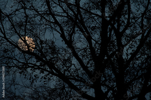 MOND HINTER BAUM NATUR MYSTIK NACHTS