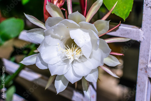 Brahma Kamal or Saussurea obvallata rare flower blooming in India. photo