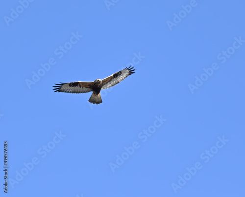 Rough-legged Hawk in Flight on Blue Sly