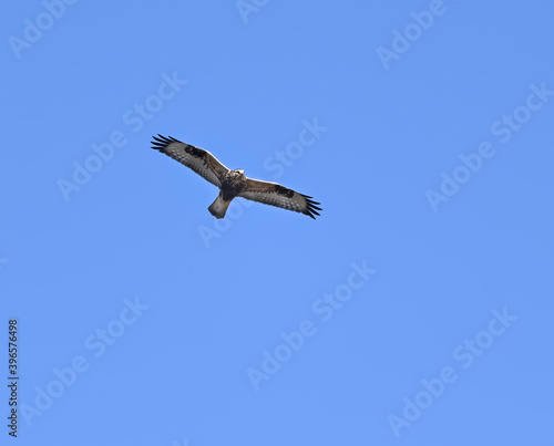 Rough-legged Hawk in Flight on Blue Sly