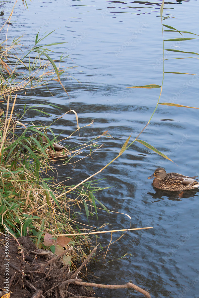 Brown duck in a pond by the shore Brown duck in a pond by the shore