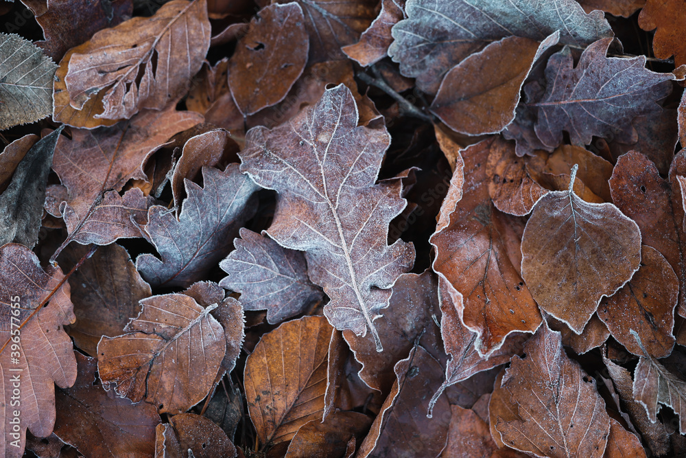 brown and orange autumn leaves covered in frosty rime.