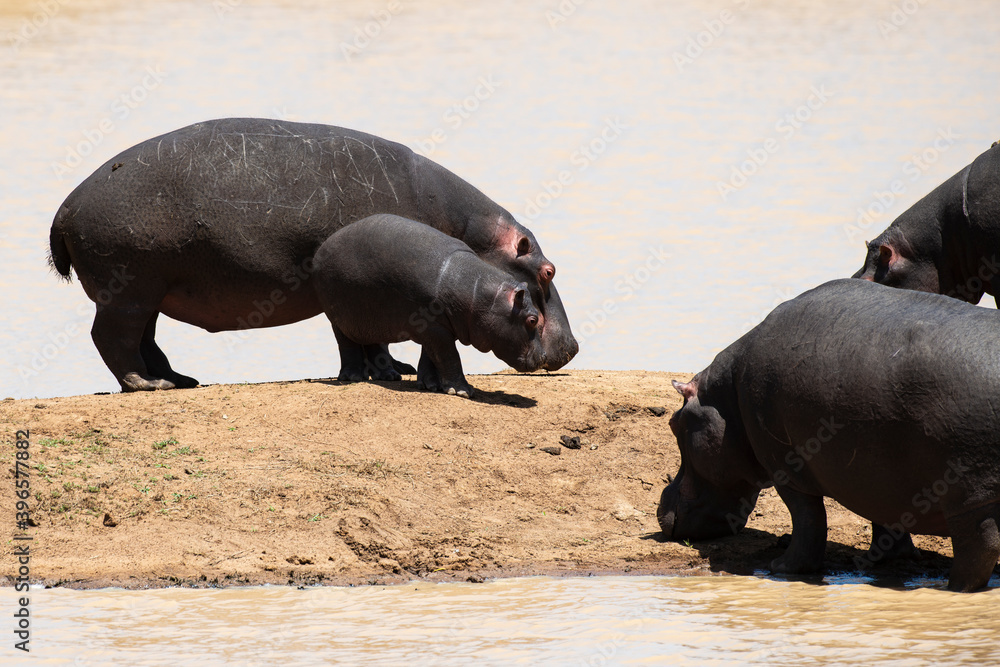 Hippopotame, Hippopotamus amphibius, Afrique du Sud