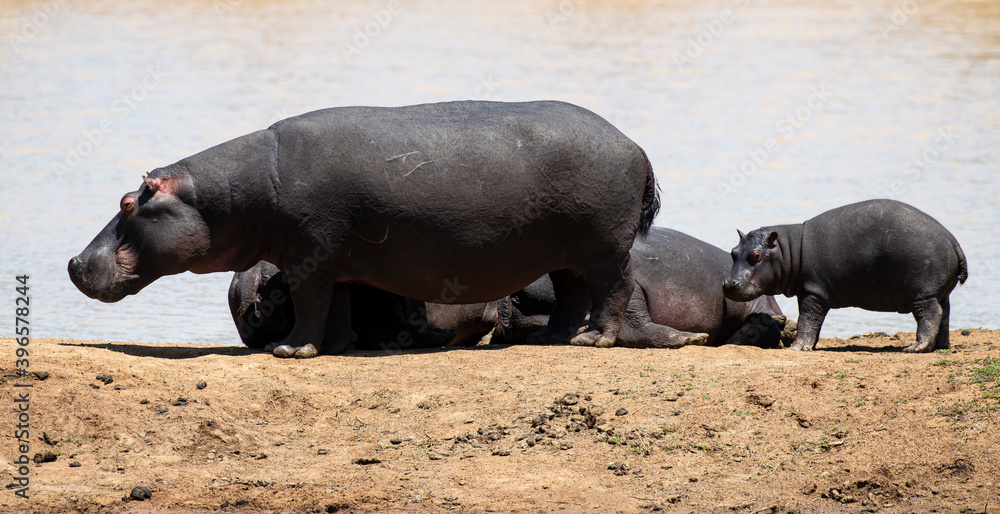 Hippopotame, Hippopotamus amphibius, Afrique du Sud Hippopotame, Hippopotamus amphibius, Afrique du Sud