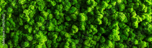Photography decorative moss for interior decoration