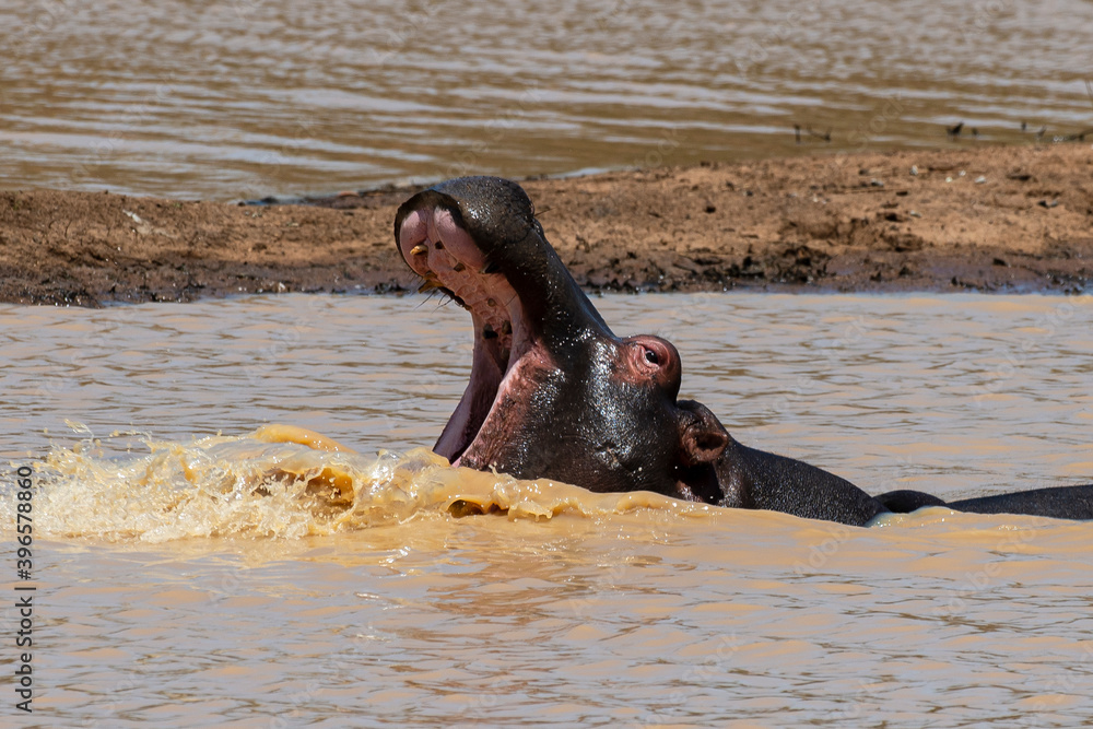 Fototapeta premium Hippopotame, Hippopotamus amphibius, Afrique du Sud