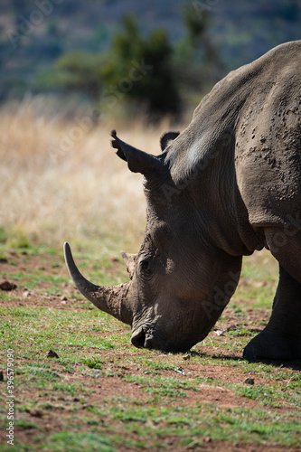 Rhinocéros blanc, white rhino, Ceratotherium simum, Parc national Pilanesberg, Afrique du Sud