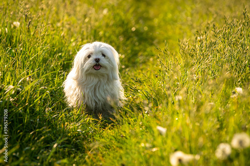 A cheerful Maltese Bishon dog running on a green meadow in the grass. photo