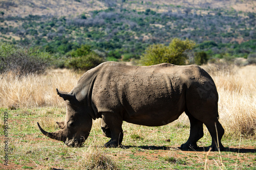 Rhinoc  ros blanc  white rhino  Ceratotherium simum  Parc national Pilanesberg  Afrique du Sud