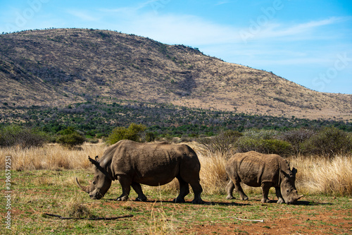 Rhinoc  ros blanc  white rhino  Ceratotherium simum  Parc national Pilanesberg  Afrique du Sud