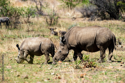 Rhinoc  ros blanc  white rhino  Ceratotherium simum  Parc national Pilanesberg  Afrique du Sud