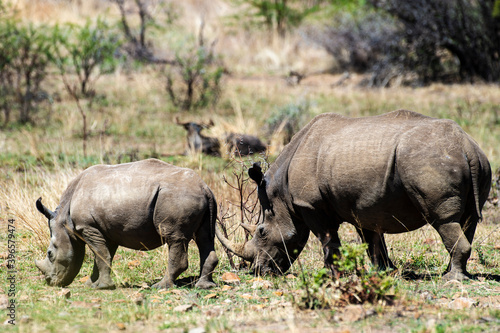 Rhinocéros blanc, white rhino, Ceratotherium simum, Parc national Pilanesberg, Afrique du Sud