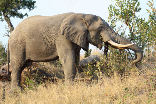 Afrikanischer Elefant   African elephant   Loxodonta africana