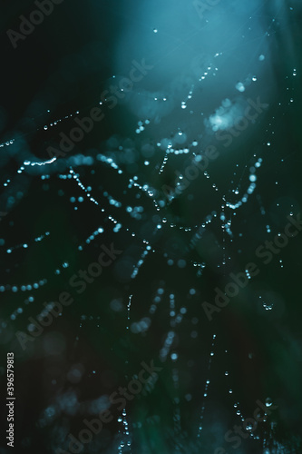 The spider web with dew drops. Abstract background. tidewater green color. macro photography. copy space