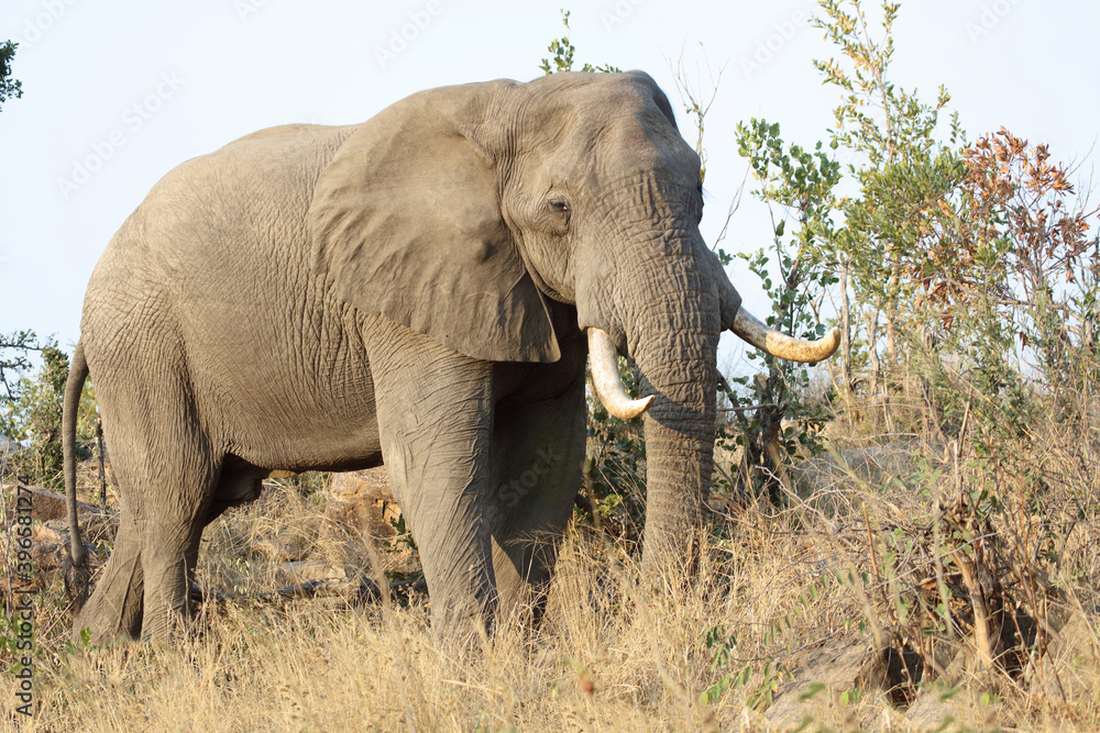 Afrikanischer Elefant / African elephant / Loxodonta africana