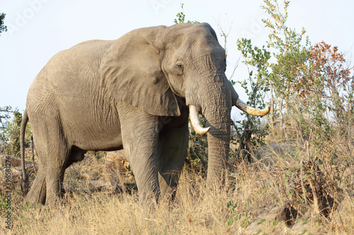 Afrikanischer Elefant   African elephant   Loxodonta africana