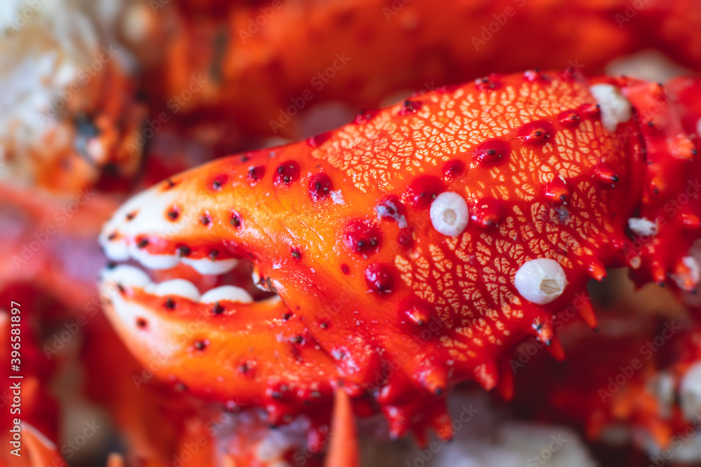 Kamchatka crab, frozen red king crab,  Alaskan king crab close up view, vibrant macro image in a local fish store